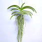Vandachostylis Crownfox Red Gem - BS