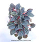 Emerald Ripple Peperomia