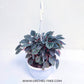 Emerald Ripple Peperomia