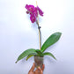 Phalaenopsis OX Red Rose - With Open Flowers | FF