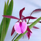 Cattleya Encyvola Jairak Treasure Red Trogon - BS