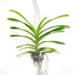 Vanda Renu Gold x Nopporn Gold #365 - FF