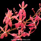 Renanthera philippines x Neofinetia falcata - BS