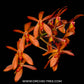 Renanthera philippines x Neofinetia falcata - BS