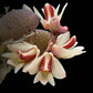 Dendrobium rigidum sp. - Without Flowers | SS