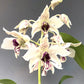 Dendrobium Roy Tokunaga - Without Flowers | BS