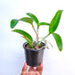 Cattleya (Lc.) Sagarik Wax - BS