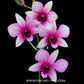 Dendrobium Sairung Bangkok - BS