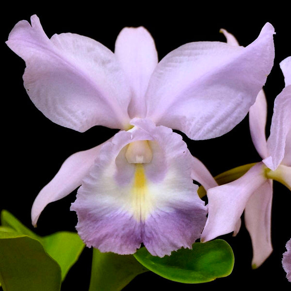 Cattleya Sea Breeze 'Blue Ribbon'- BS - Buy Orchids Plants Online by Orchid-Tree.com