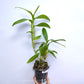 Dendrobium Somrak Candy - BS