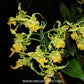 Dendrobium spectabile var. aurea - BS
