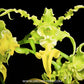 Dendrobium spectabile var. aurea - BS