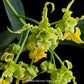 Dendrobium spectabile var. alba sp. - BS
