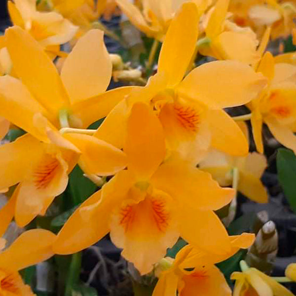 Dendrobium Nobile Star 'Firebird x Yellow Chinsai - BS