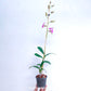 Dendrobium Sugar Pink - BS