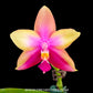 Phalaenopsis Tabasco Tex - FF