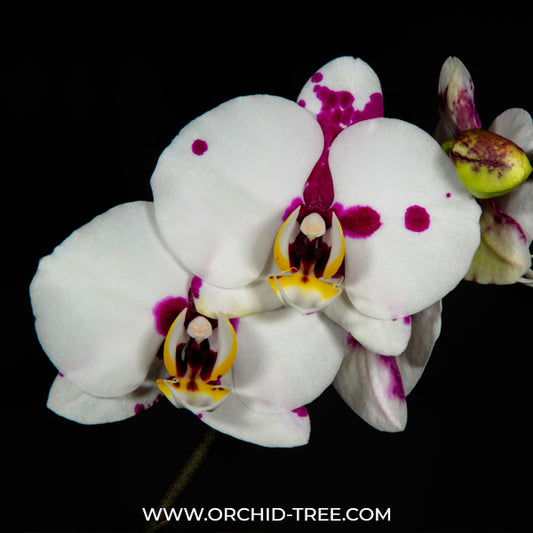 Phalaenopsis Taisho Islands - FF