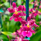 Oncidium Tariflor Lady - BS