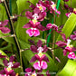 Oncidium Tariflor Lady - BS