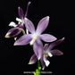 Phalaenopsis tetraspis Blue sp. - FF