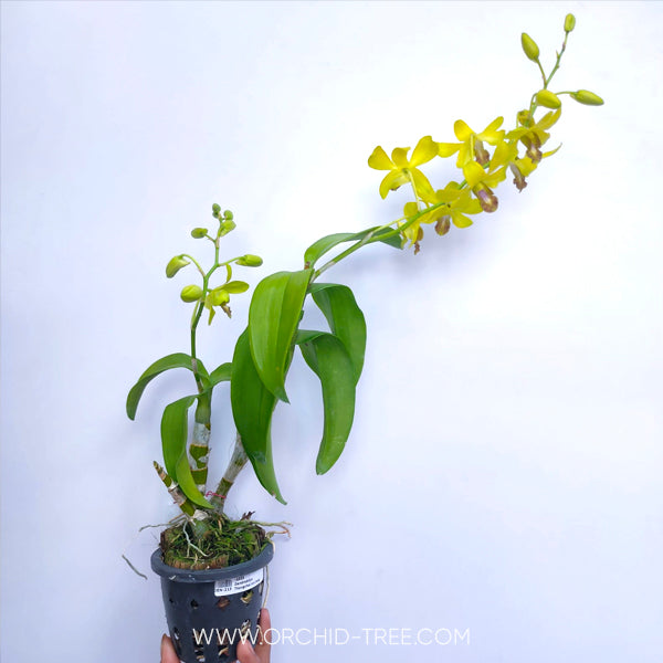 Dendrobium Thongchai Ancheng - FF