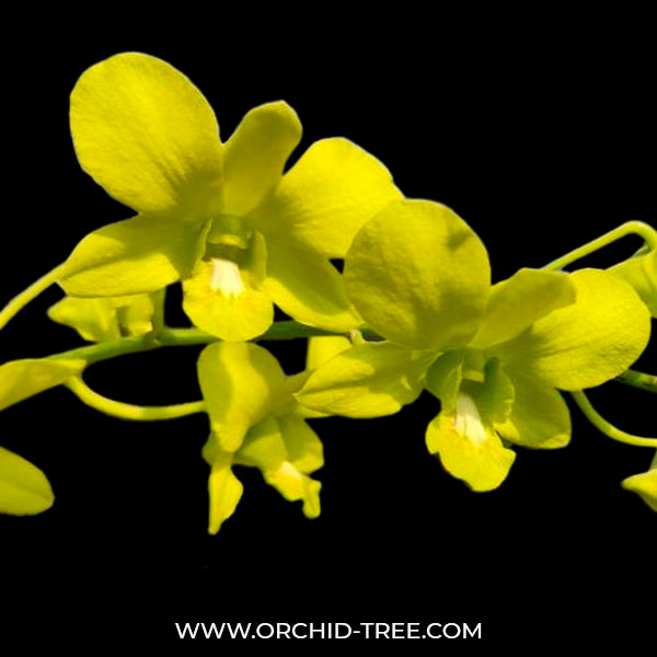 Dendrobium Thongchai Gold x Udom Yellow - BS