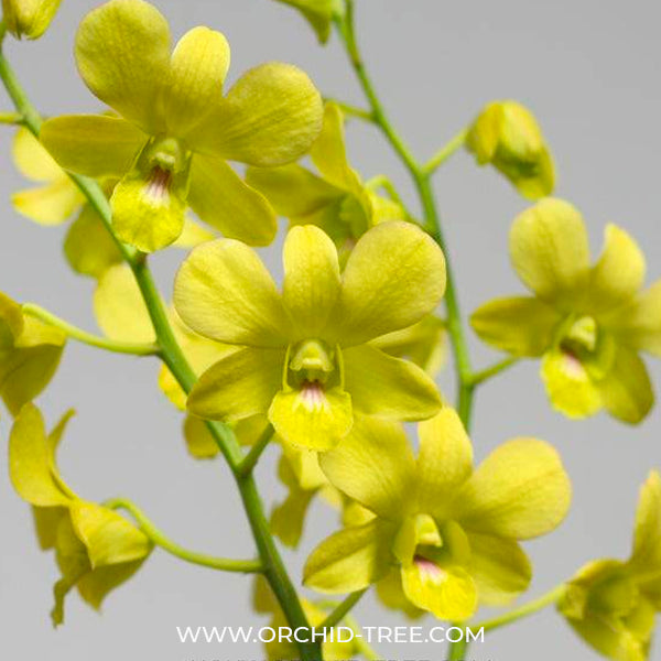 Dendrobium Thongchai Gold x Udom Yellow - BS