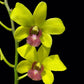 Dendrobium Thongchai Gold x Burana Jade - BS