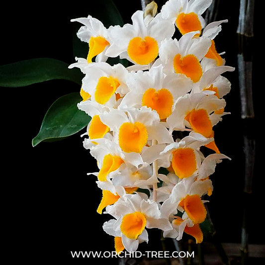 Dendrobium thyrsiflorum sp. Orchid plant - BS