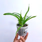 Oncidium Twinkle Orange -  | BS