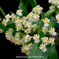 Oncidium Twinkle White - BS