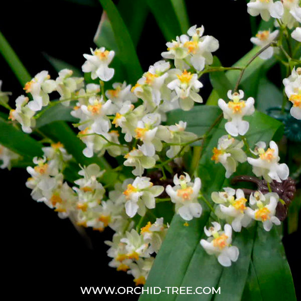 Oncidium Twinkle White Orchid Plant- BS
