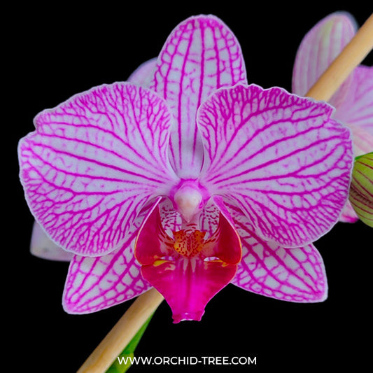 Phalaenopsis Valley Buzz - FF - Buy Orchids Plants Online by Orchid-Tree.com