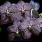 Vanda Gordon Dillon - MS