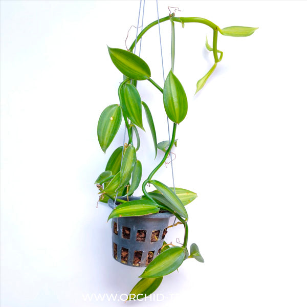 Vanilla planifolia variegata sp.- BS