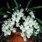 Rodrigezia venusta sp. - BS - Buy Orchids Plants Online by Orchid-Tree.com