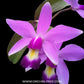 Cattleya violacea sp. - BS
