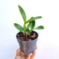 Cattleya violacea var. coerulea sp.- Without Flowers | BS