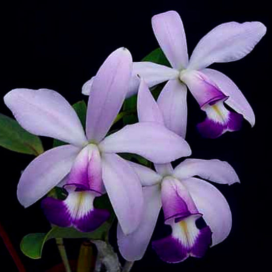 Cattleya violacea var. coerulea sp.- Without Flowers | BS