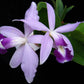 Cattleya violacea var. coerulea sp.- Without Flowers | BS