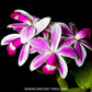 Cattleya violacea var flamea sp.- BS
