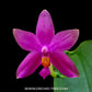 Phalaenopsis violacea var. sumatra sp. - BS - Buy Orchids Plants Online by Orchid-Tree.com