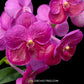 Vanda Pure's Wax Pink - BS