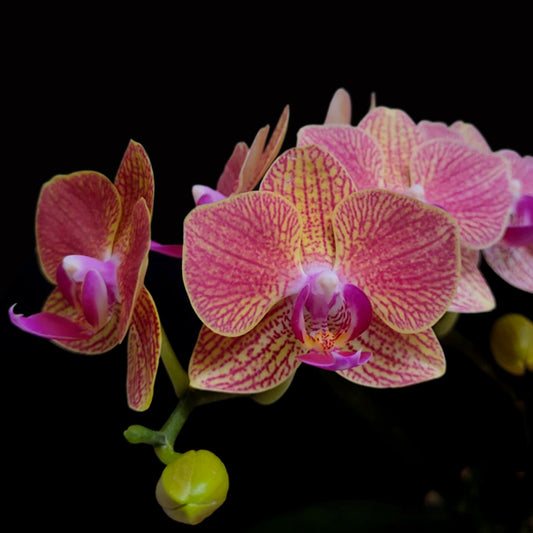 Phalaenopsis OX Yuanbao Orchid Plant - FF