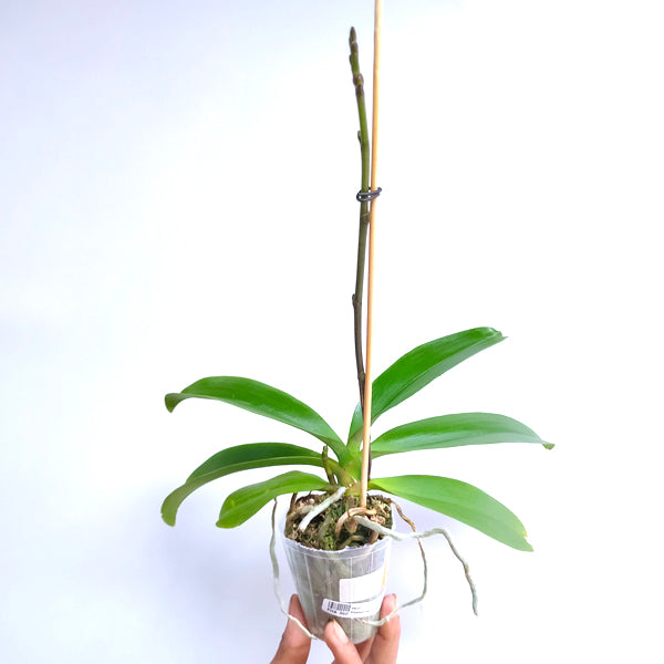 Phalaenopsis OX Zeus - FF