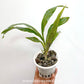 Zygopetalum Adelaide Meadows - BS